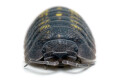 Armadillidium granulatum Spain